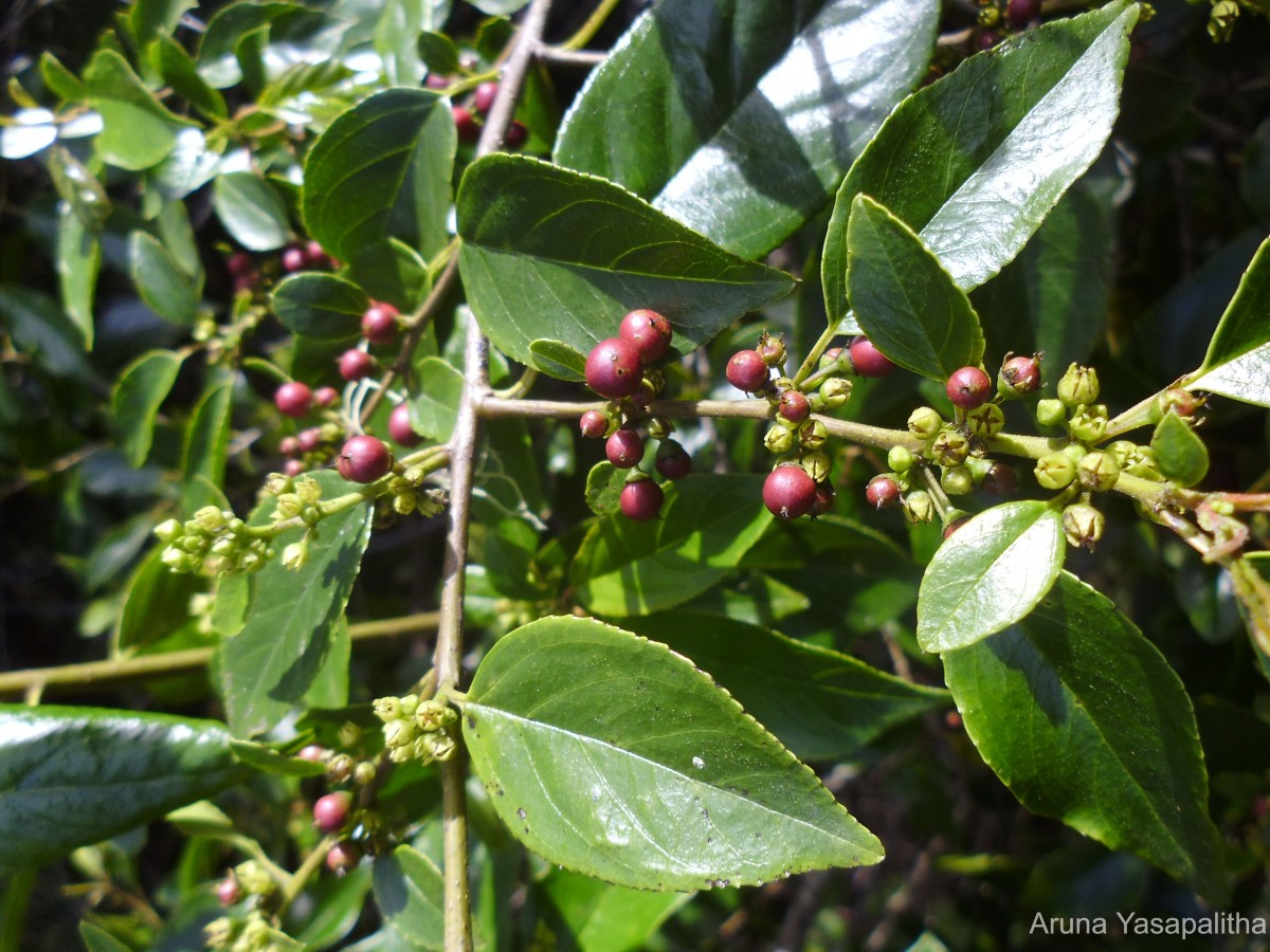 Rhamnus